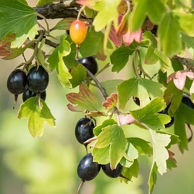 Смородина золотистая БЛЭЙКСТ в Туле