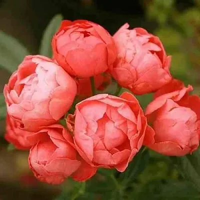 Саженцы роз ОРАНЖ МОРСДАГ полиантовая  Саженцы роз ОРАНЖ МОРСДАГ полиантовая в Туле