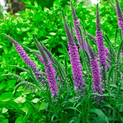 Вероника ФЕСТ МАТЧ длиннолистная  Вероника ФЕСТ МАТЧ длиннолистная в Туле