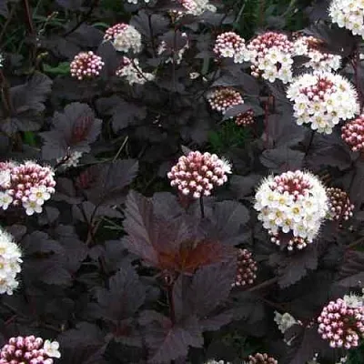 Пузыреплодник ДИАБЛО  Пузыреплодник ДИАБЛО в Туле