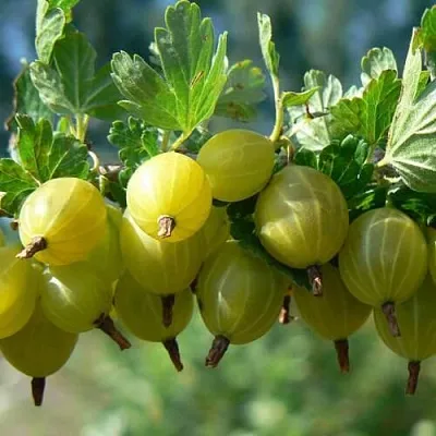 Крыжовник ХИННОНМАЙНЕН КЕЛЬТАЙНЕН в Туле