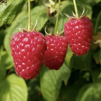 Малина МАПЕМА   Малина МАПЕМА  в Туле