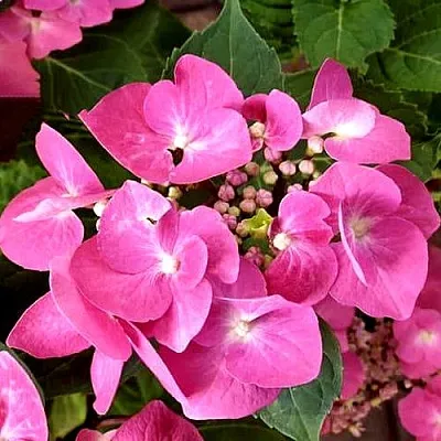 Гортензия ТАУБЕ крупнолистная  Гортензия ТАУБЕ крупнолистная в Туле