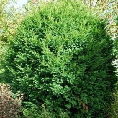 Тис РЕПАНДЕНС ягодный в Туле