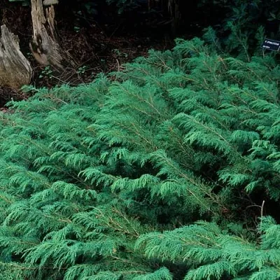 Микробиота  Микробиота в Туле