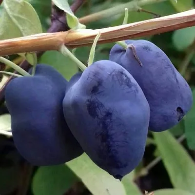 Жимолость съедобная БОРЕАЛ БЬЮТИ (СЕВЕРНАЯ КРАСАВИЦА)  Жимолость съедобная БОРЕАЛ БЬЮТИ (СЕВЕРНАЯ КРАСАВИЦА) в Туле