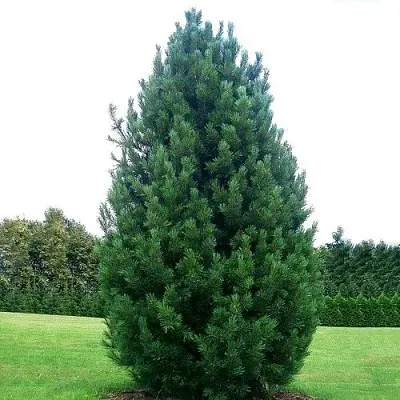 Сосна кедровая   Сосна кедровая  в Туле