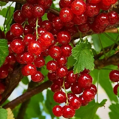 Смородина красная НАТАЛИ  Смородина красная НАТАЛИ в Туле