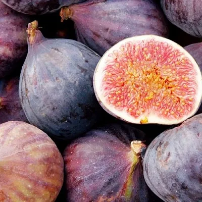 Инжир МУАССОН  Инжир МУАССОН в Туле