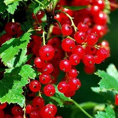 Смородина красная НЕНАГЛЯДНАЯ в Туле