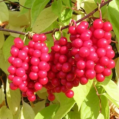 Лимонник ПЕРВЕНЕЦ китайский  Лимонник ПЕРВЕНЕЦ китайский в Туле