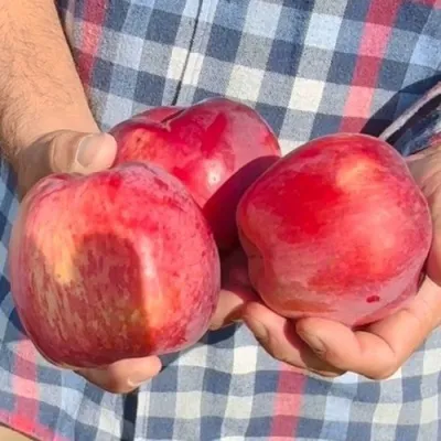 Яблоня ПАМЯТЬ КОВАЛЕНКО — описание сорта Яблоня ПАМЯТЬ КОВАЛЕНКО в Туле