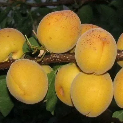 Абрикос ДЕСЕРТНЫЙ ГОЛУБЕВА  Абрикос ДЕСЕРТНЫЙ ГОЛУБЕВА в Туле