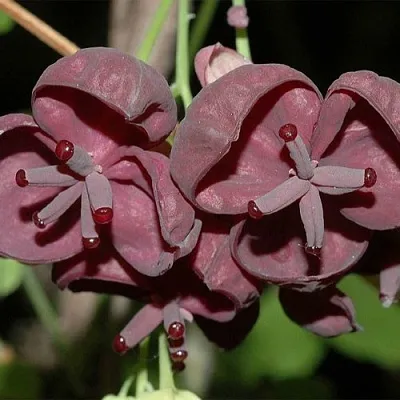 Акебия в Туле