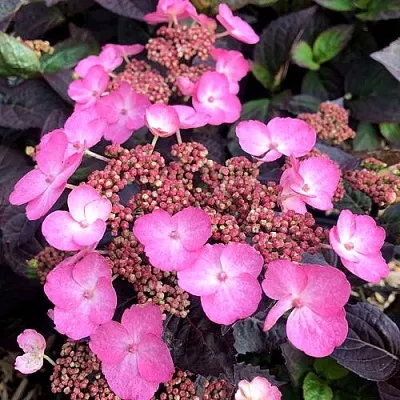 Гортензия ДАРЕДЕВИЛ пильчатая  Гортензия ДАРЕДЕВИЛ пильчатая в Туле