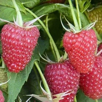 Малина ЕВРАЗИЯ в Туле