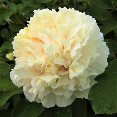 Пион НЕЖНЫЙ ГОЛОС древовидный в Туле