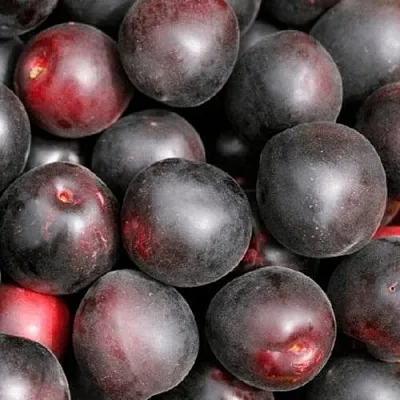 Абрикос ЧЕРНЫЙ ПРИНЦ  Абрикос ЧЕРНЫЙ ПРИНЦ в Туле