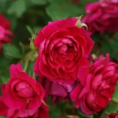 Саженцы роз КВАДРА плетистая  Саженцы роз КВАДРА плетистая в Туле