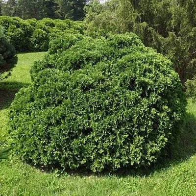 Туя УМБРАКУЛИФЕРА западная  Туя УМБРАКУЛИФЕРА западная в Туле