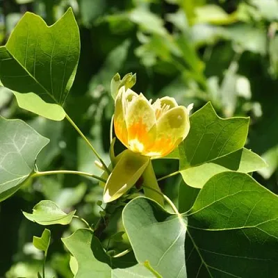 ЛИРИОДЕНДРОН тюльпанный  ЛИРИОДЕНДРОН тюльпанный в Туле