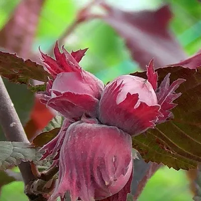 Фундук КАРДИНАЛ в Туле