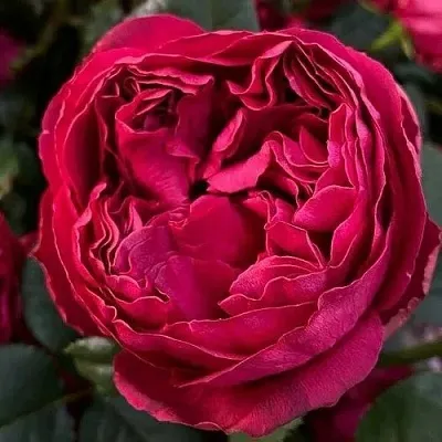 Саженцы роз РАСПБЕРРИ ЭЛЕГАНС чайно-гибридная  Саженцы роз РАСПБЕРРИ ЭЛЕГАНС чайно-гибридная в Туле