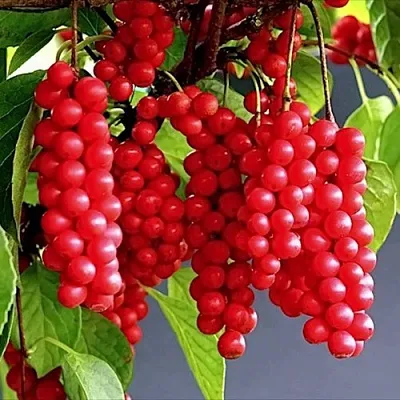 Лимонник САДОВЫЙ 1 китайский   Лимонник САДОВЫЙ 1 китайский  в Туле