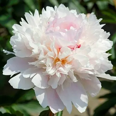 Пион АЛЕРТИ травянистый  Пион АЛЕРТИ травянистый в Туле