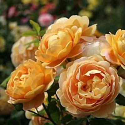 Саженцы роз ГОЛДЕН СЕЛЕБРЕЙШЕН английская  Саженцы роз ГОЛДЕН СЕЛЕБРЕЙШЕН английская в Туле