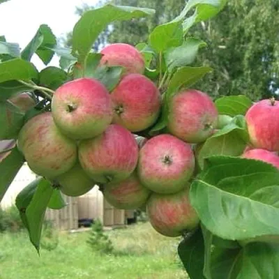 Яблоня ГРУШОВКА МОСКОВСКАЯ в Туле