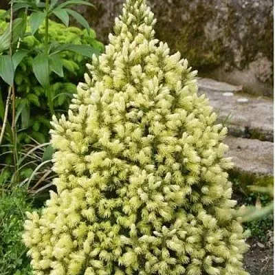 Ель МАЙГОЛД колючая  Ель МАЙГОЛД колючая в Туле