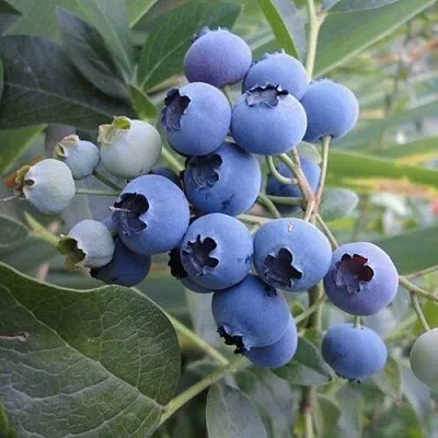 Голубика ЛЕГАЦИЯ в Туле