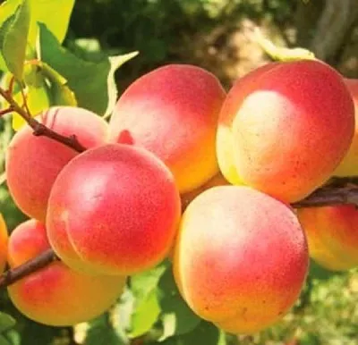 Абрикос NJA-19  Абрикос NJA-19 в Туле