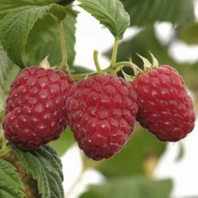 Малина ГУСАР в Туле