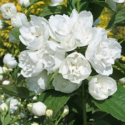 Жасмин махровый  Жасмин махровый в Туле