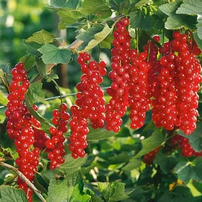 Смородина красная РУДНЕУС в Туле