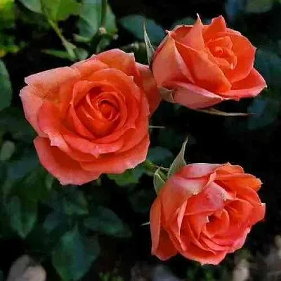 Саженцы роз ОРАНЖ ДЖЕВЕЛ миниатюрная  Саженцы роз ОРАНЖ ДЖЕВЕЛ миниатюрная в Туле