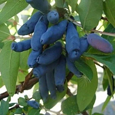 Жимолость съедобная ГОРДОСТЬ БАКЧАРА  Жимолость съедобная ГОРДОСТЬ БАКЧАРА в Туле