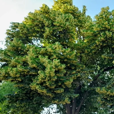 Липа в Туле