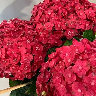 Гортензия ЭНДЛЕСС САММЕР ЛАВ крупнолистная  Гортензия ЭНДЛЕСС САММЕР ЛАВ крупнолистная в Туле