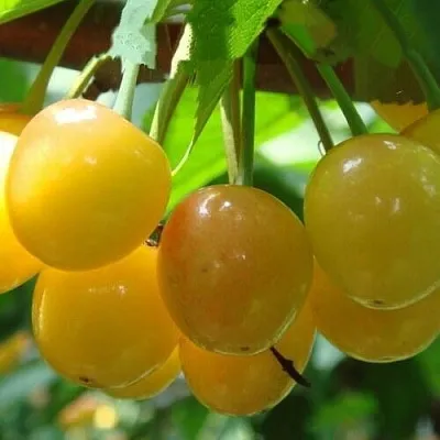 Черешня ЯНТАРНАЯ  Черешня ЯНТАРНАЯ в Туле