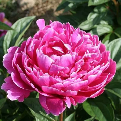 Пион СЕБАСТЬЯН МААС травянистый  Пион СЕБАСТЬЯН МААС травянистый в Туле