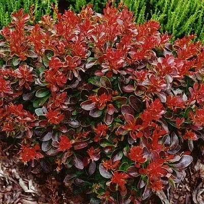 Барбарис КАРМЕН тунберга в Туле