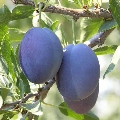 Слива СТЭНЛИ  Слива СТЭНЛИ в Туле