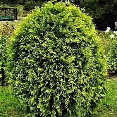 Туя ТИП ТОП западная  Туя ТИП ТОП западная в Туле