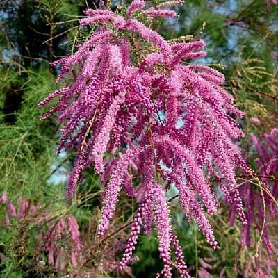 Тамарикс ПИНК КАСКАД  Тамарикс ПИНК КАСКАД в Туле