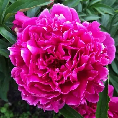 Пион КАРЛ РОЗЕНФЕЛЬД травянистый  Пион КАРЛ РОЗЕНФЕЛЬД травянистый в Туле