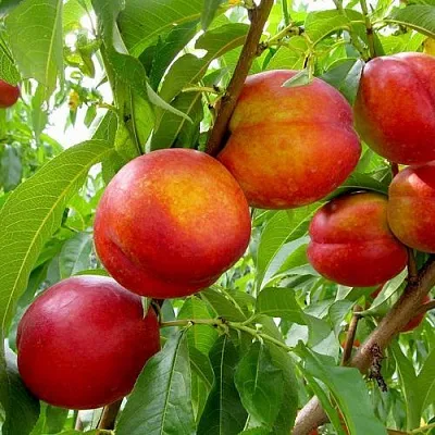 Нектарин ХАРБЛЕЙЗ  Нектарин ХАРБЛЕЙЗ в Туле