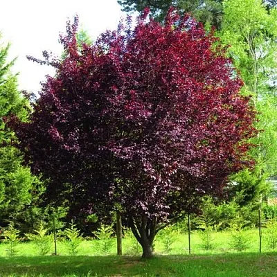 Слива НИГРА растопыреная  в Туле